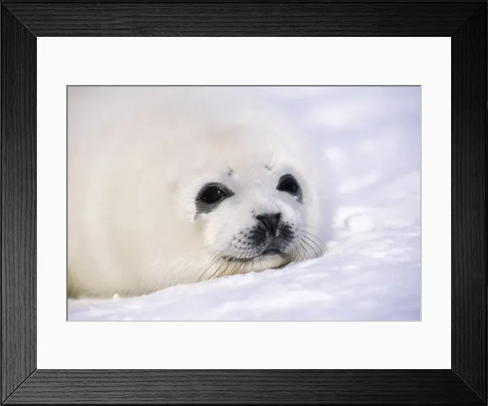 Framed Print : Picture No. 10889679 Framed Print : Picture No. 10889679