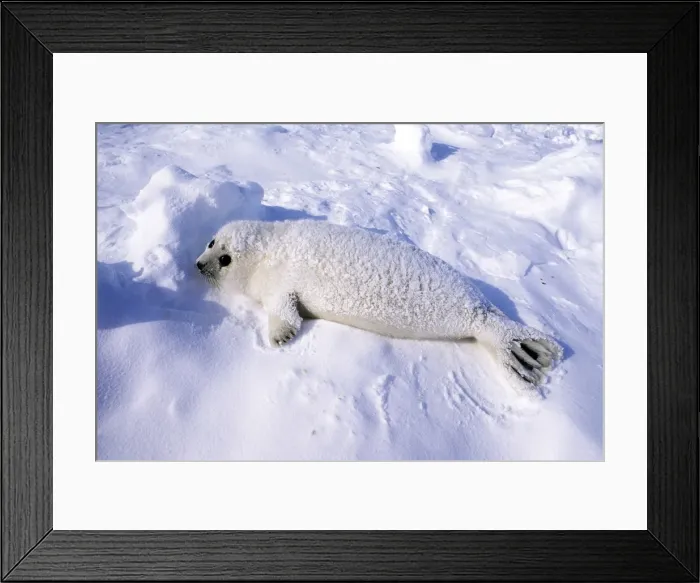 Framed Print : Picture No. 10889686 Framed Print : Picture No. 10889686