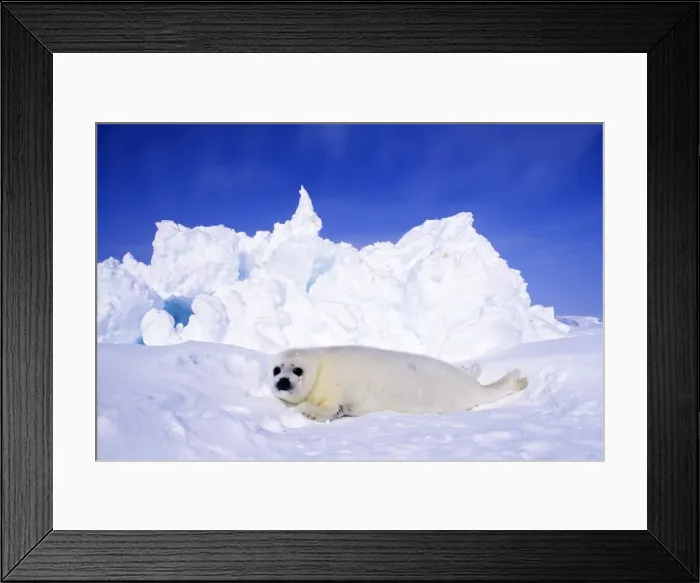 Framed Print : Picture No. 10889685 Framed Print : Picture No. 10889685