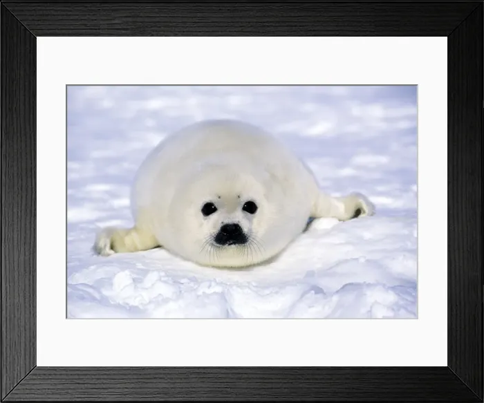 Framed Print : Picture No. 10889687 Framed Print : Picture No. 10889687
