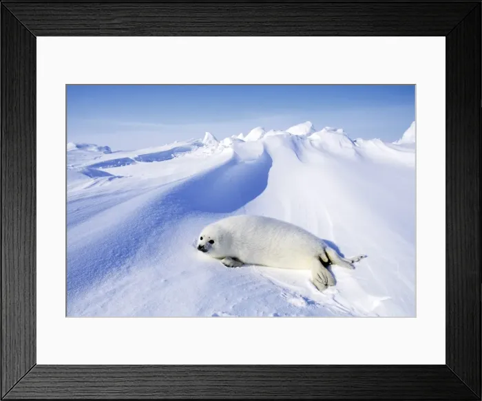 Framed Print : Picture No. 10889683 Framed Print : Picture No. 10889683