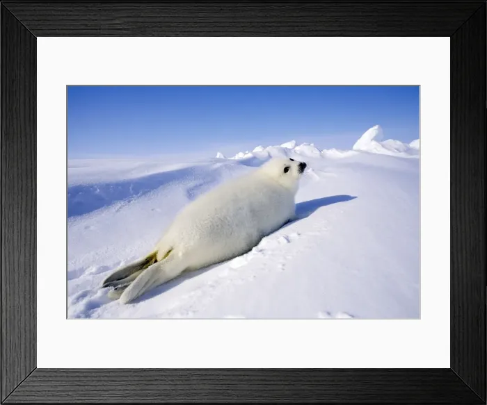 Framed Print : Picture No. 10889684 Framed Print : Picture No. 10889684
