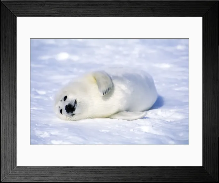Framed Print : Picture No. 10889688 Framed Print : Picture No. 10889688