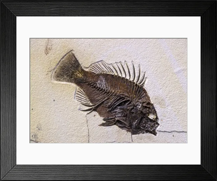 Framed Print : Picture No. 10889692