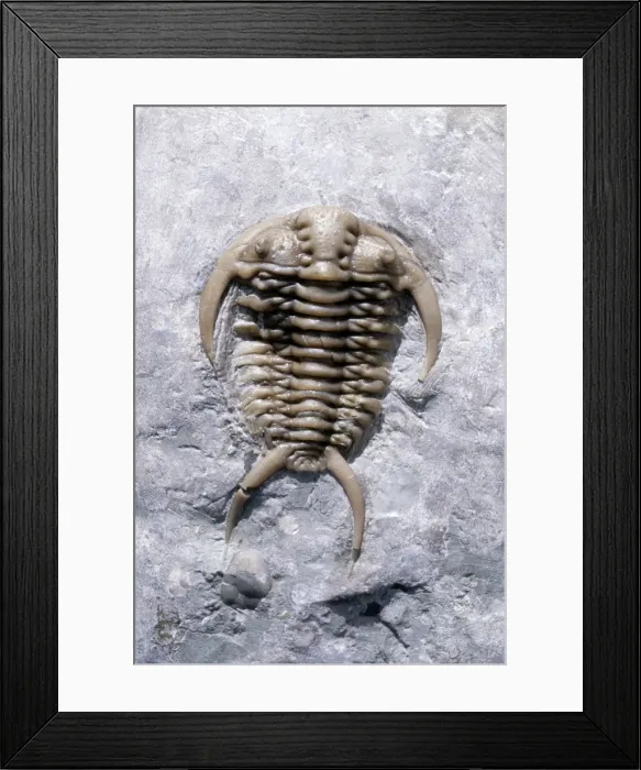 Framed Print : Picture No. 10889690 Framed Print : Picture No. 10889690
