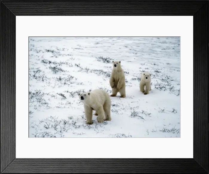 Framed Print : Picture No. 10889694 Framed Print : Picture No. 10889694