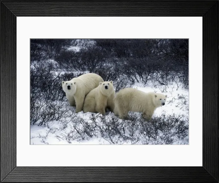 Framed Print : Picture No. 10889696 Framed Print : Picture No. 10889696