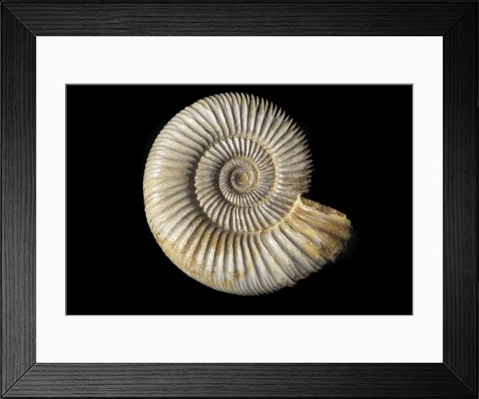 Framed Print : Picture No. 10889702 Framed Print : Picture No. 10889702