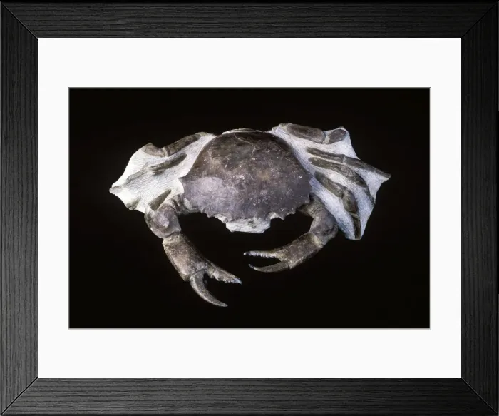 Framed Print : Picture No. 10889707 Framed Print : Picture No. 10889707