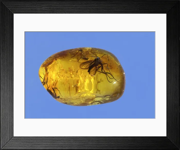 Framed Print : Picture No. 10889705