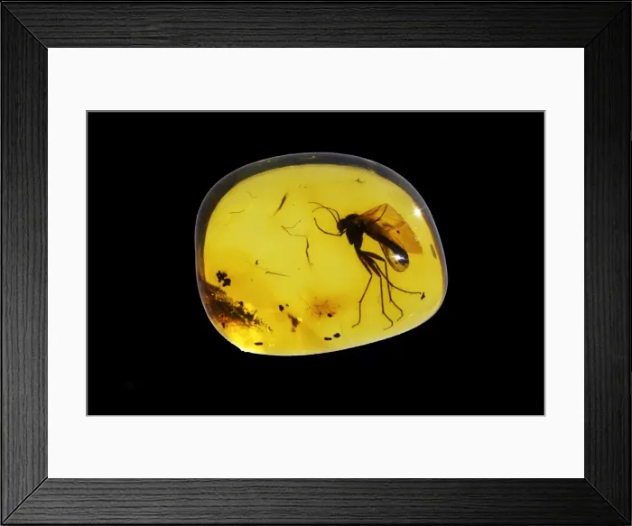 Framed Print : Picture No. 10889711 Framed Print : Picture No. 10889711
