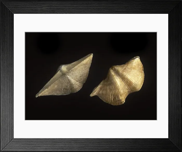 Framed Print : Picture No. 10889713