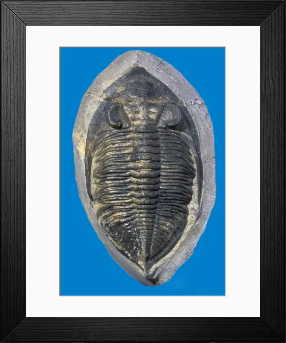 Framed Print : Picture No. 10889710 Framed Print : Picture No. 10889710