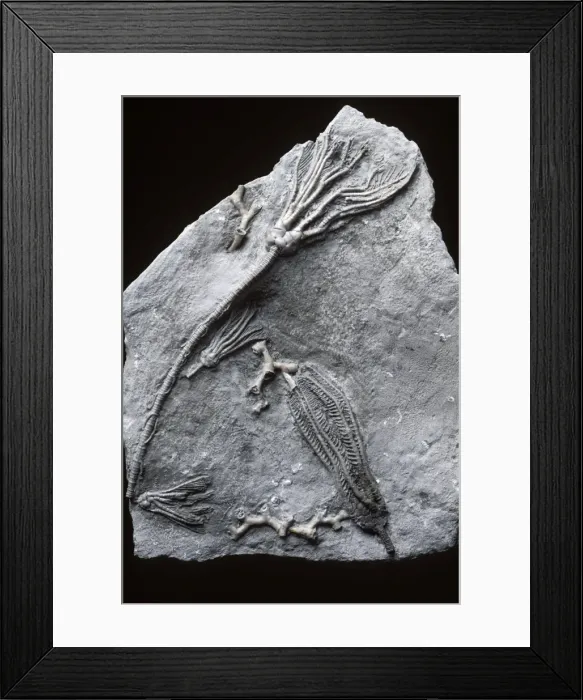 Framed Print : Picture No. 10889708