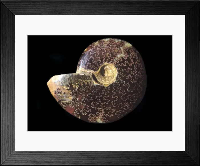 Framed Print : Picture No. 10889718 Framed Print : Picture No. 10889718