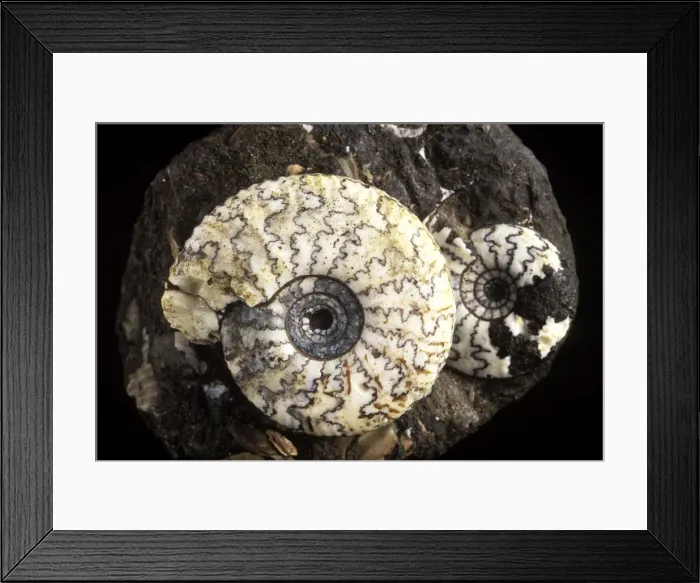 Framed Print : Picture No. 10889716 Framed Print : Picture No. 10889716