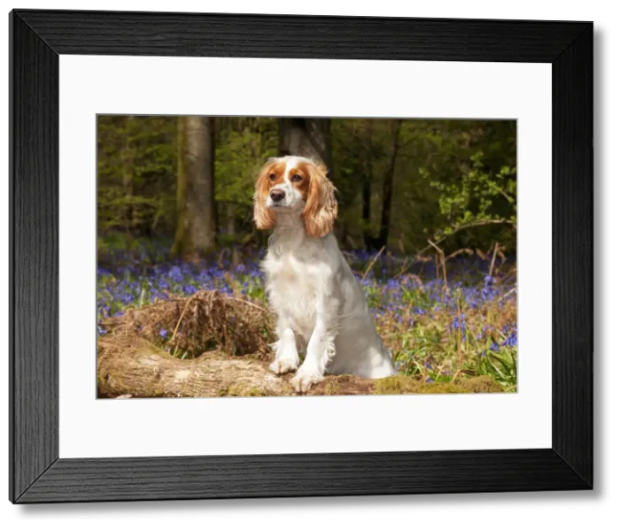 Framed Print : Picture No. 10889725 Framed Print : Picture No. 10889725