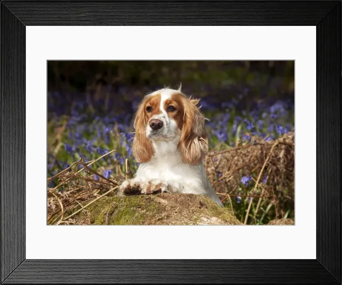 Framed Print : Picture No. 10889726 Framed Print : Picture No. 10889726