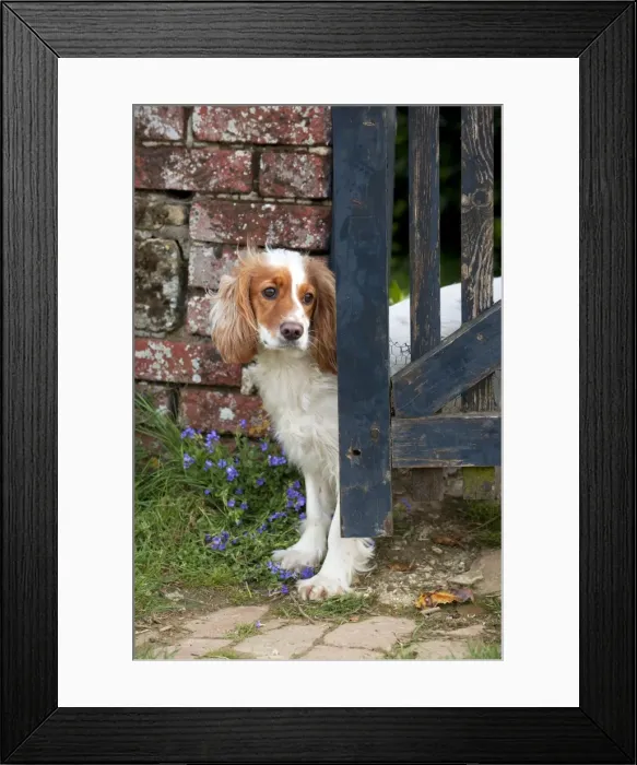 Framed Print : Picture No. 10889728 Framed Print : Picture No. 10889728
