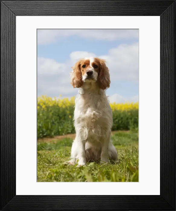 Framed Print : Picture No. 10889729 Framed Print : Picture No. 10889729