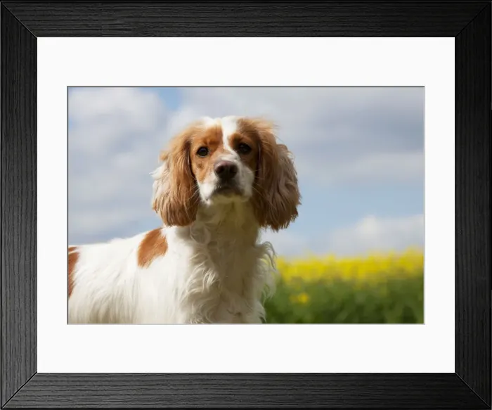 Framed Print : Picture No. 10889732 Framed Print : Picture No. 10889732