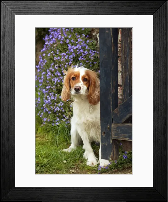 Framed Print : Picture No. 10889727 Framed Print : Picture No. 10889727