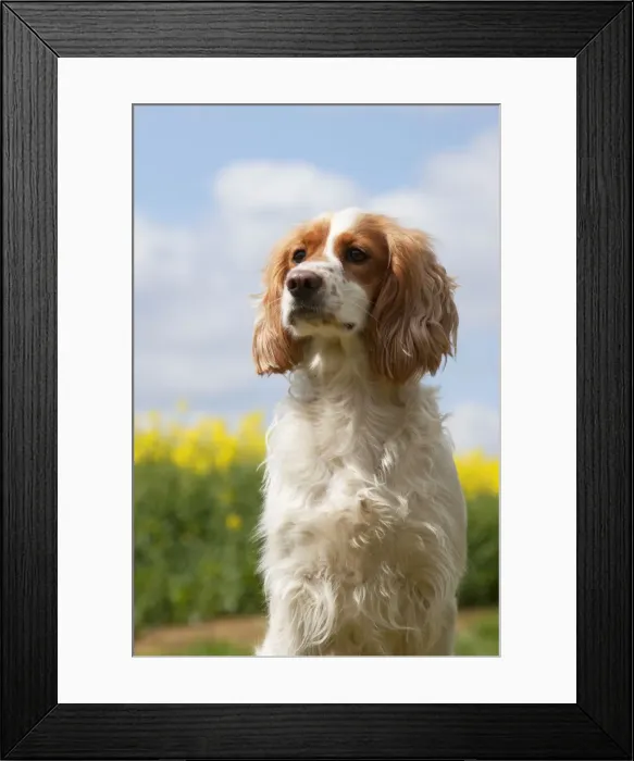 Framed Print : Picture No. 10889730