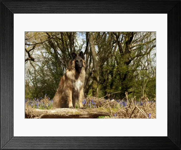 Framed Print : Picture No. 10889733 Framed Print : Picture No. 10889733