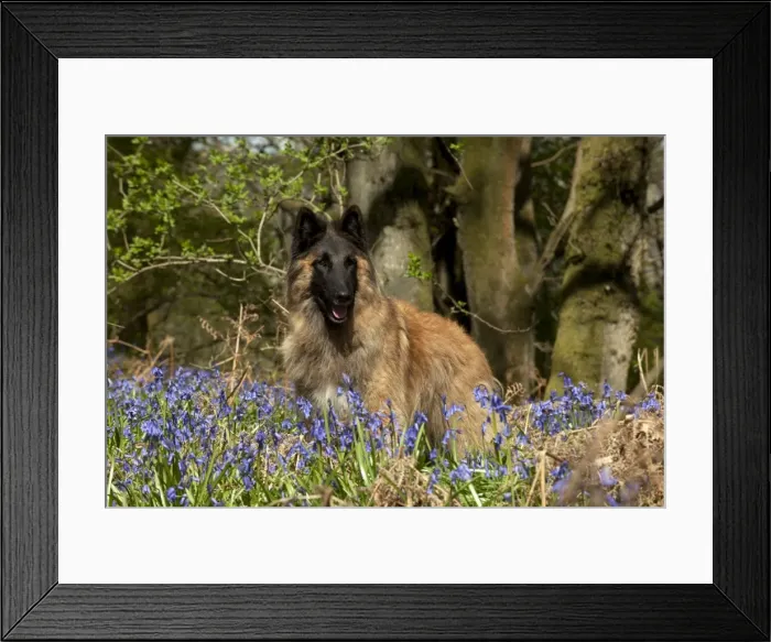 Framed Print : Picture No. 10889734 Framed Print : Picture No. 10889734