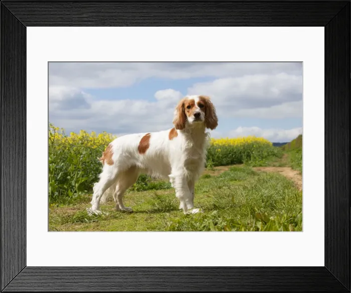 Framed Print : Picture No. 10889731