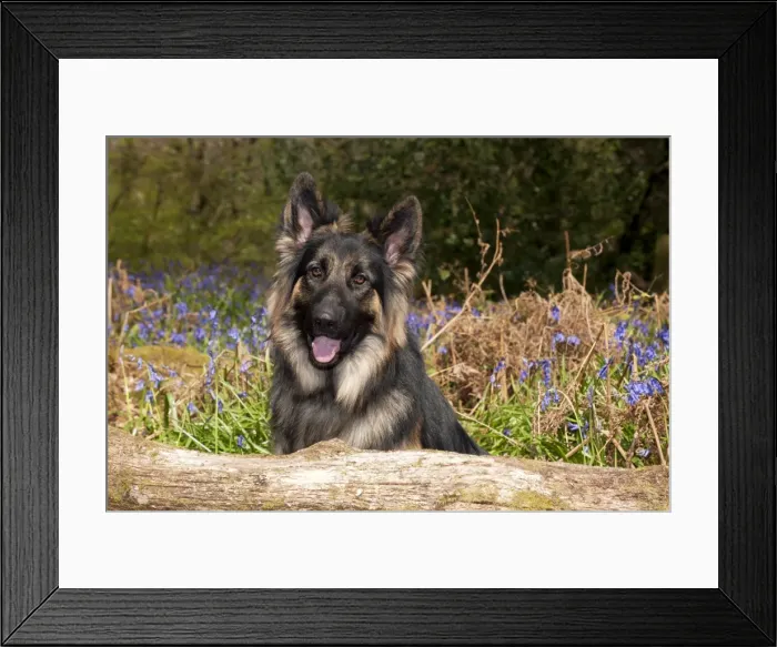 Framed Print : Picture No. 10889736 Framed Print : Picture No. 10889736