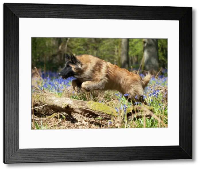 Framed Print : Picture No. 10889735 Framed Print : Picture No. 10889735