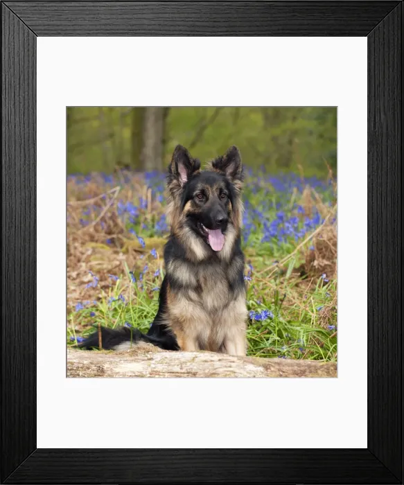 Framed Print : Picture No. 10889737