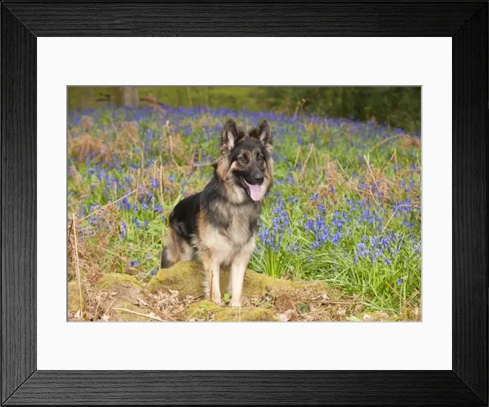 Framed Print : Picture No. 10889738 Framed Print : Picture No. 10889738