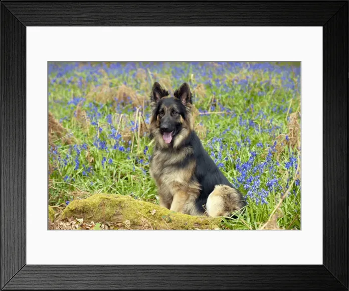 Framed Print : Picture No. 10889739 Framed Print : Picture No. 10889739
