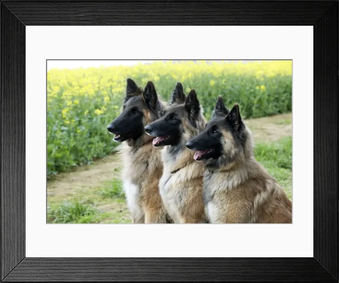 Framed Print : Picture No. 10889743 Framed Print : Picture No. 10889743