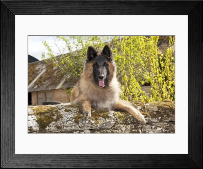 Framed Print : Picture No. 10889740 Framed Print : Picture No. 10889740