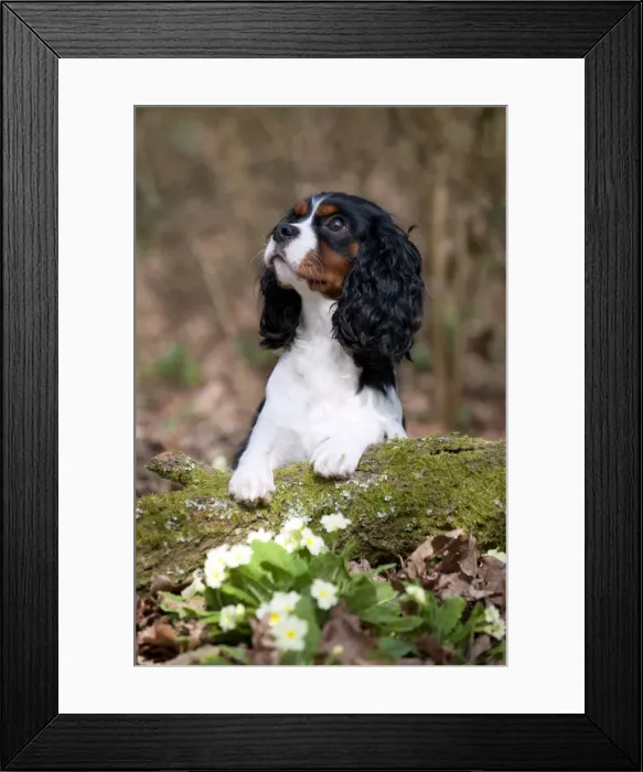 Framed Print : Picture No. 10889744 Framed Print : Picture No. 10889744