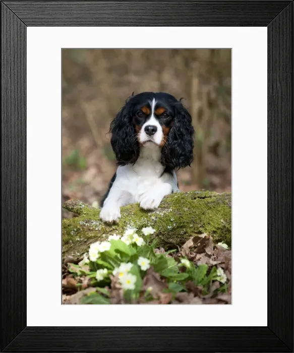 Framed Print : Picture No. 10889745 Framed Print : Picture No. 10889745