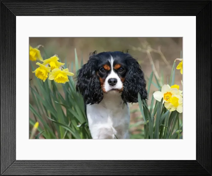 Framed Print : Picture No. 10889747 Framed Print : Picture No. 10889747