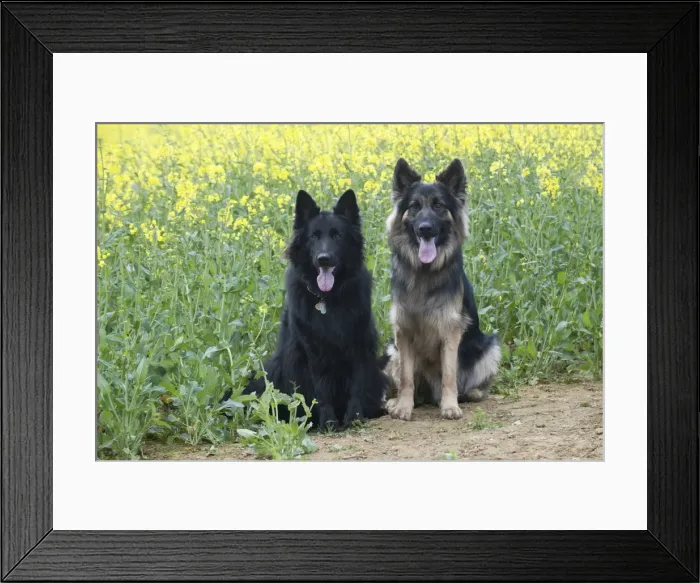 Framed Print : Picture No. 10889741 Framed Print : Picture No. 10889741