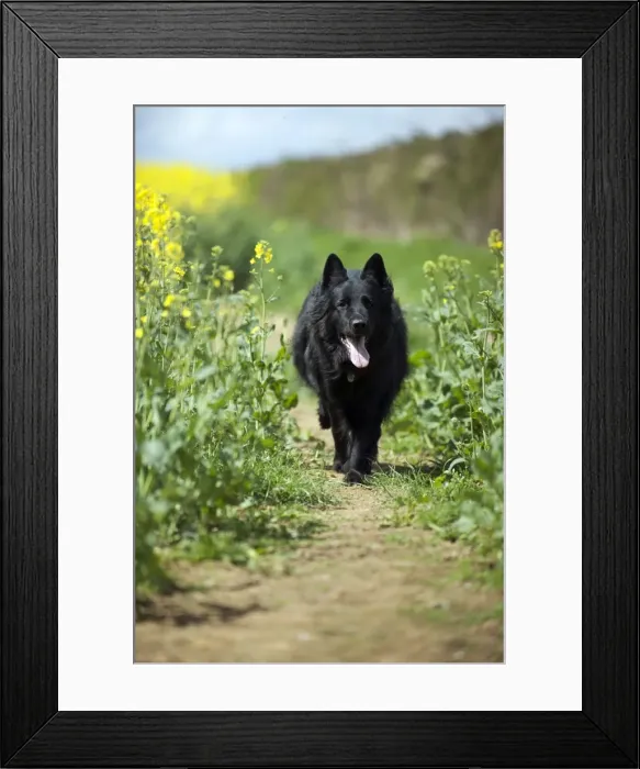 Framed Print : Picture No. 10889742 Framed Print : Picture No. 10889742