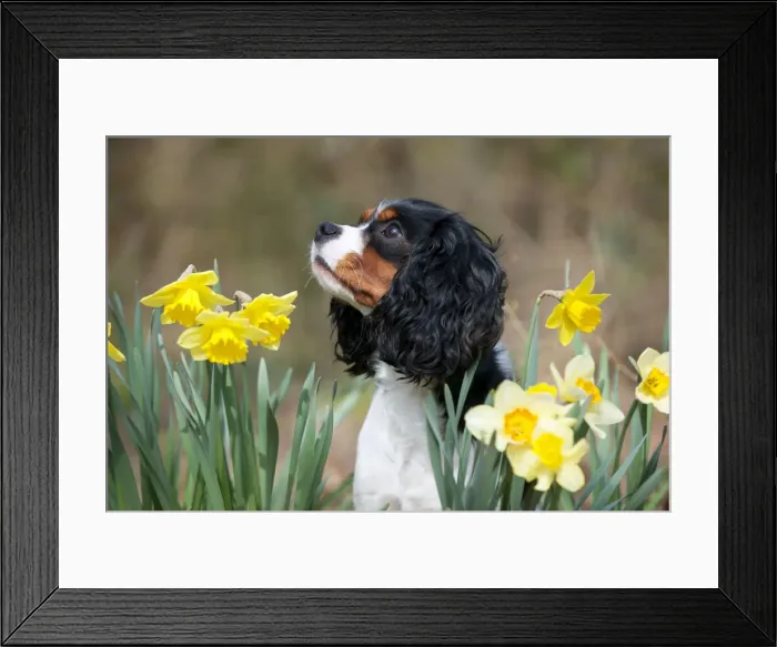 Framed Print : Picture No. 10889746 Framed Print : Picture No. 10889746