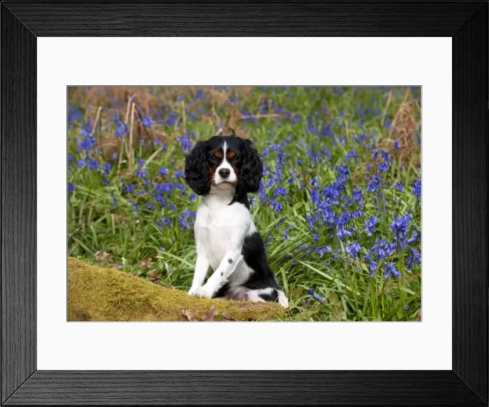 Framed Print : Picture No. 10889750 Framed Print : Picture No. 10889750