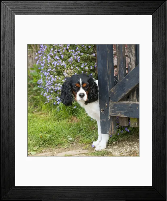 Framed Print : Picture No. 10889754 Framed Print : Picture No. 10889754