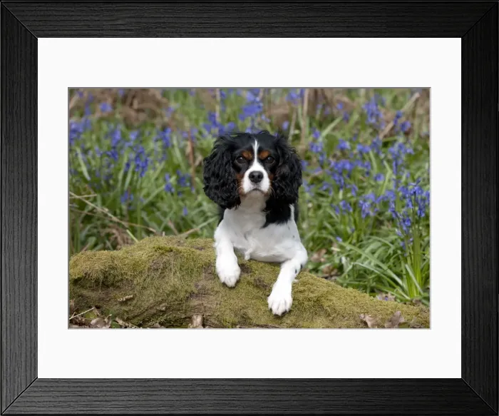 Framed Print : Picture No. 10889751 Framed Print : Picture No. 10889751