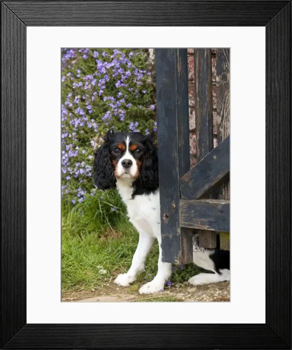 Framed Print : Picture No. 10889755 Framed Print : Picture No. 10889755