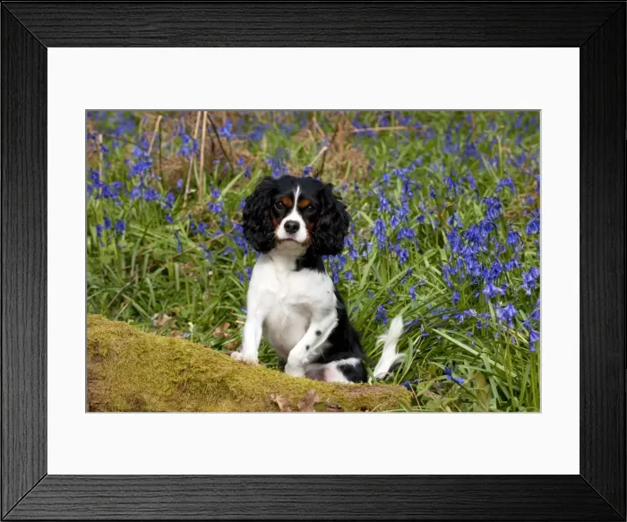 Framed Print : Picture No. 10889749 Framed Print : Picture No. 10889749