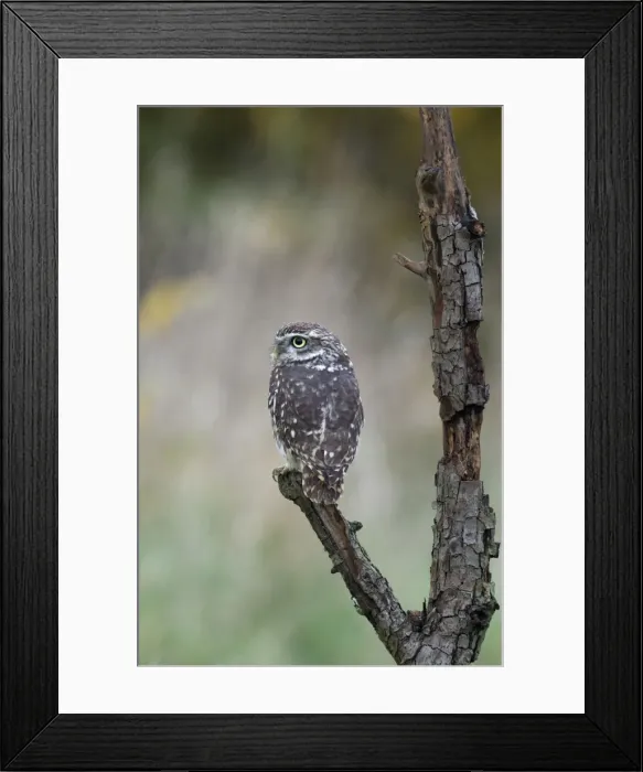 Framed Print : Picture No. 10889818