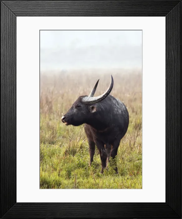 Framed Print : Picture No. 10889870 Framed Print : Picture No. 10889870